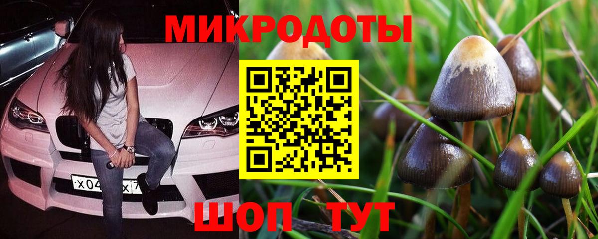 Галлюциногенные грибы Psilocybe Артёмовский